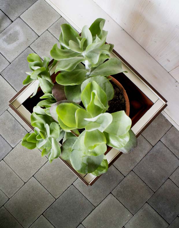 Behälter Kubus 4 Pflanzkasten / Pflanztrog / Raumteiler aus HPL nach Maß