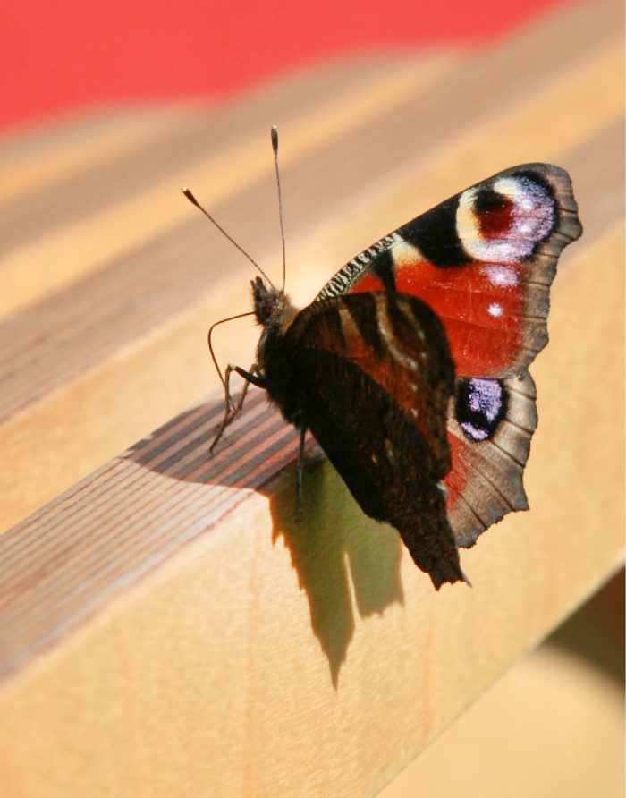 Schmetterling